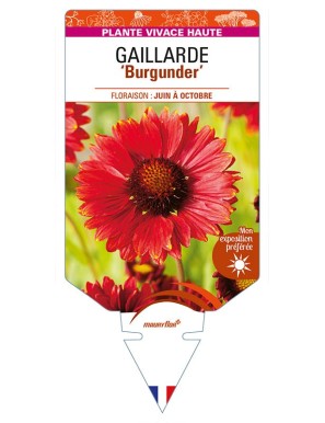 GAILLARDIA 'Burgunder'