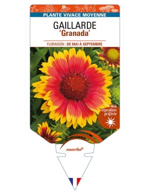 GAILLARDIA 'Granada'