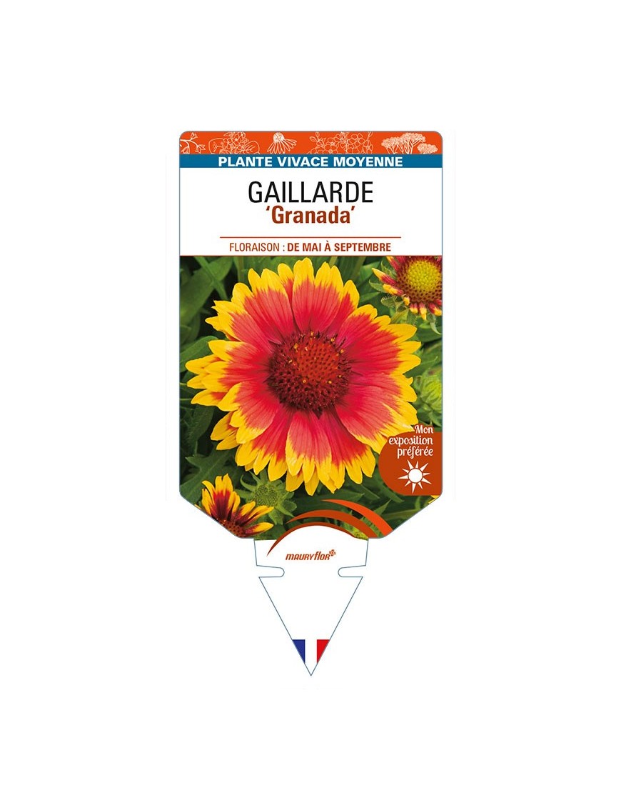 GAILLARDIA 'Granada'