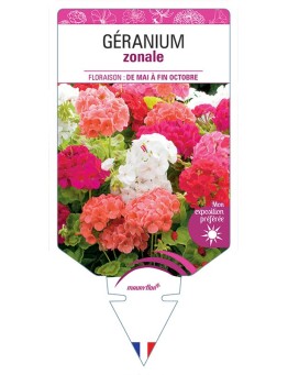 GÉRANIUM ZONALE (VARIÉ)