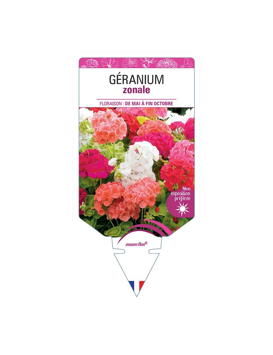 GÉRANIUM ZONALE (VARIÉ)
