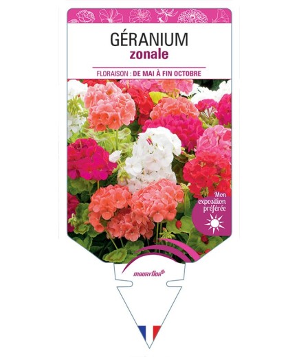 GÉRANIUM ZONALE (VARIÉ)