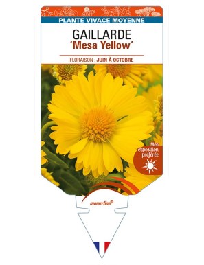 GAILLARDIA 'Mesa Yellow'