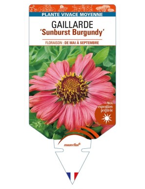 GAILLARDIA 'Sunburst Burgundy'