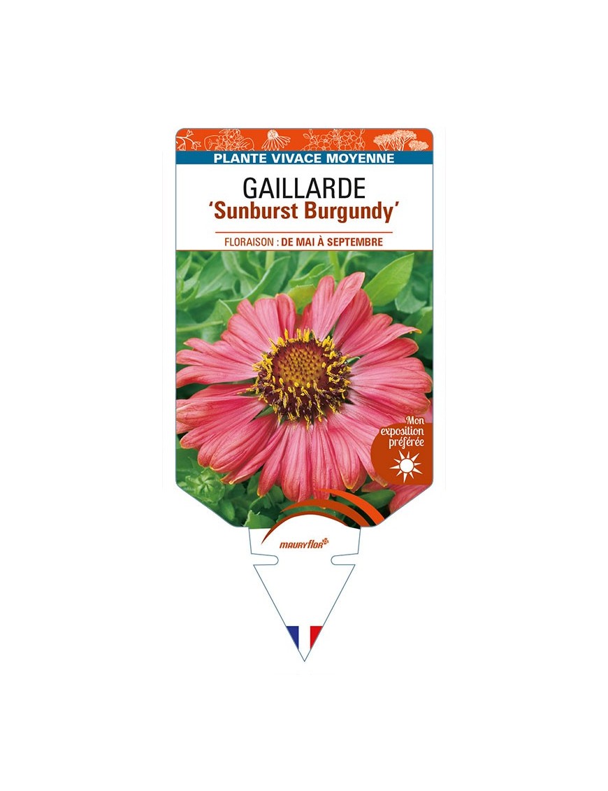 GAILLARDIA 'Sunburst Burgundy'