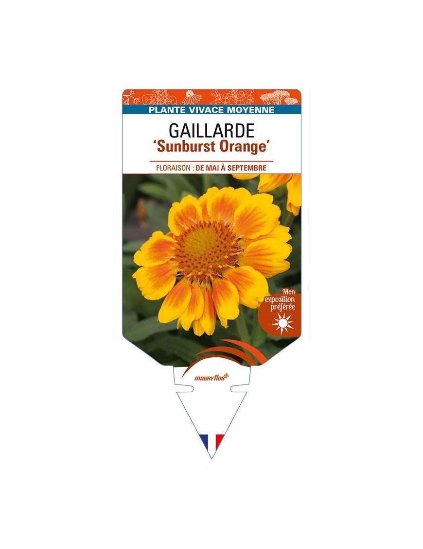 GAILLARDIA 'Sunburst Orange'