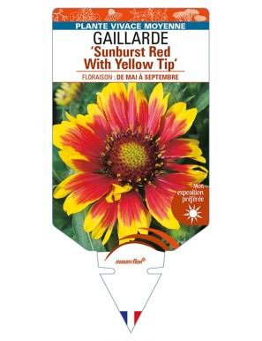 GAILLARDIA 'Sunburst Red With Yellow Tip'