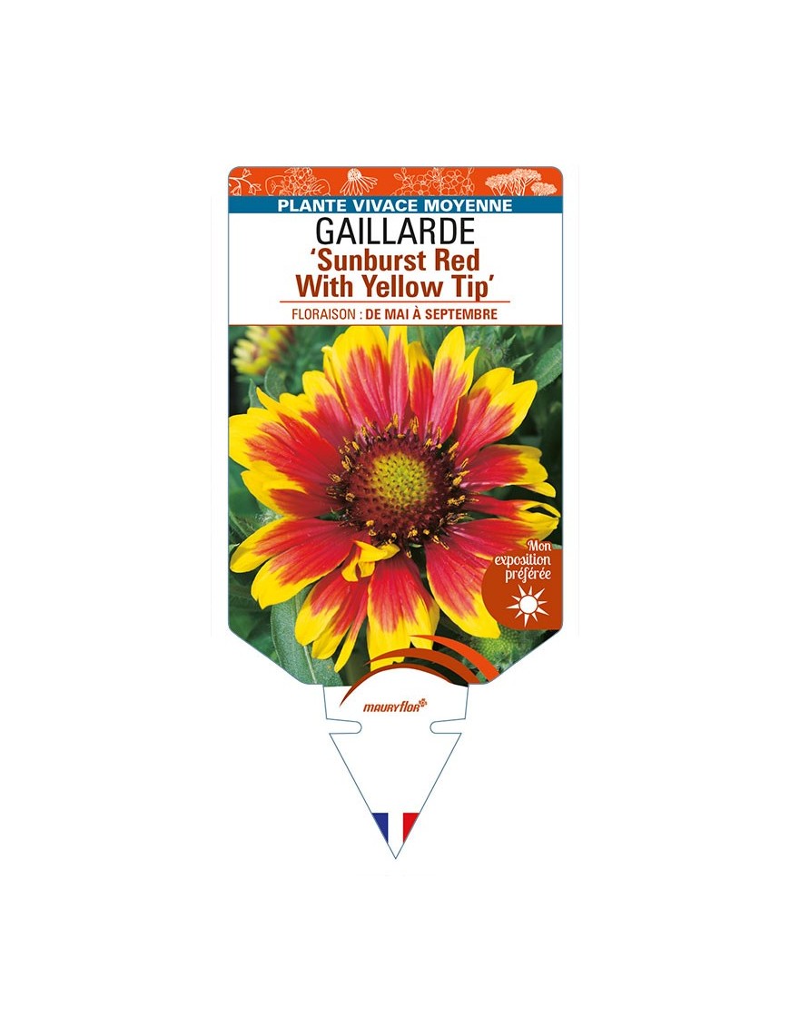 GAILLARDIA 'Sunburst Red With Yellow Tip'