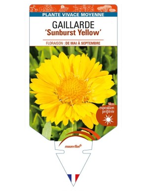 GAILLARDIA 'Sunburst Yellow'