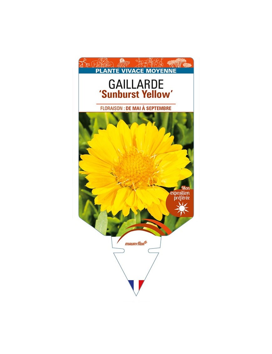 GAILLARDIA 'Sunburst Yellow'