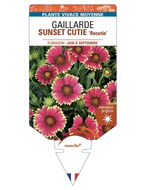GAILLARDIA SUNSET CUTIE 'Recutie'