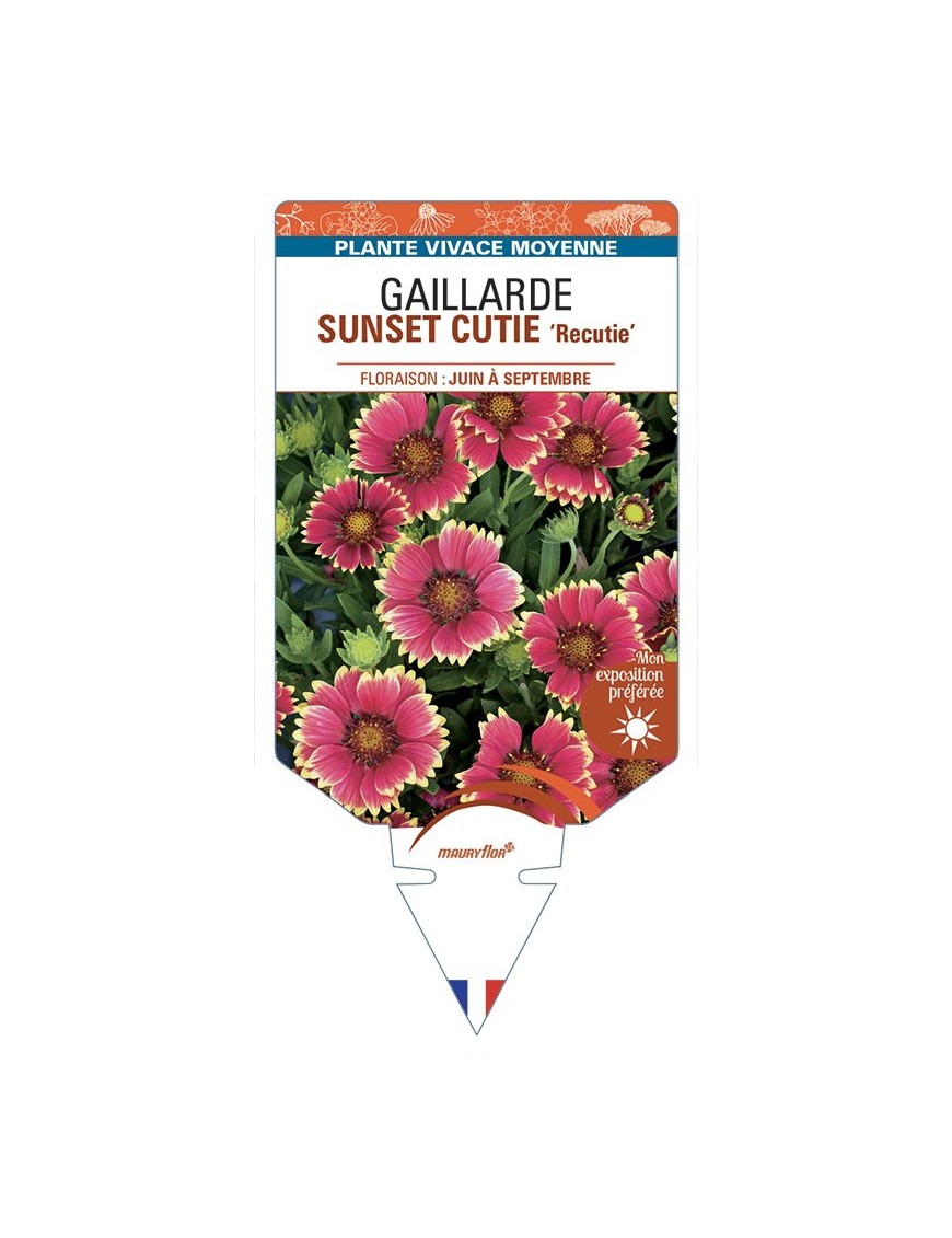 GAILLARDIA SUNSET CUTIE 'Recutie'