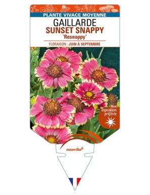 GAILLARDIA SUNSET SNAPPY 'Resnappy'