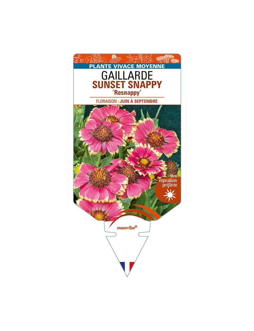 GAILLARDIA SUNSET SNAPPY 'Resnappy'