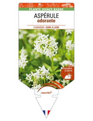 GALIUM odoratum voir ASPÉRULE odorante