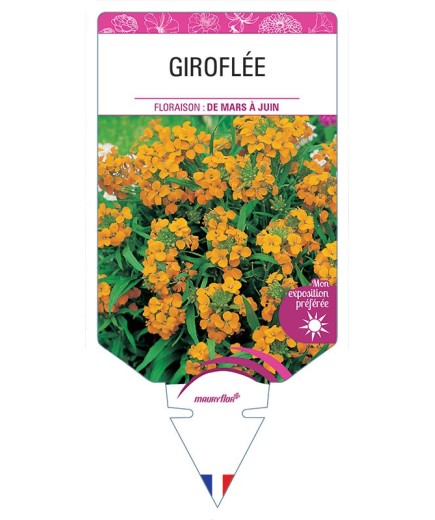 GIROFLÉE