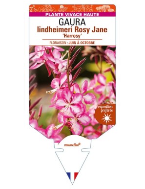 GAURA  lindheimeri Rosy Jane 'Harrosy'