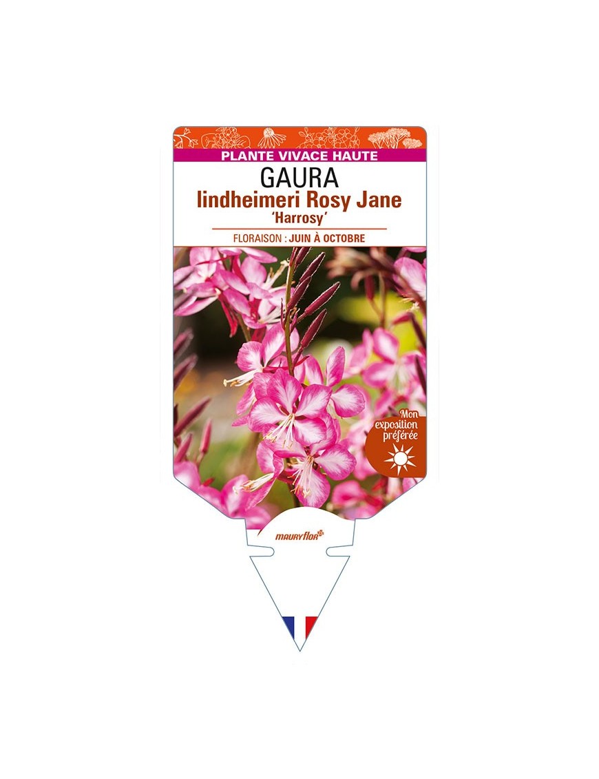 GAURA  lindheimeri Rosy Jane 'Harrosy'