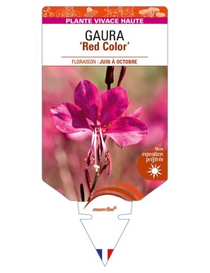 GAURA 'Red Color'
