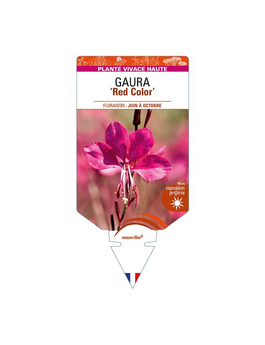 GAURA 'Red Color'