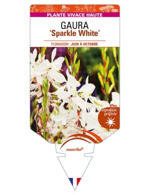 GAURA 'Sparkle White'