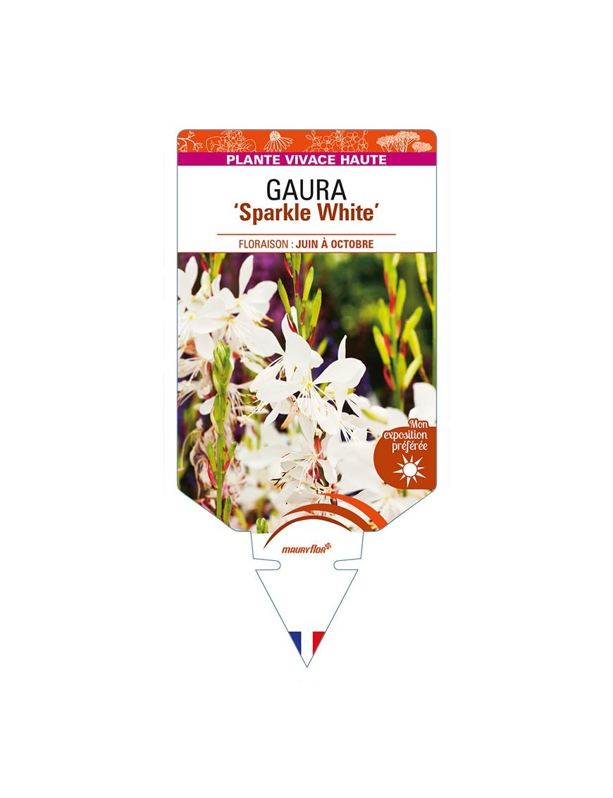 GAURA 'Sparkle White'