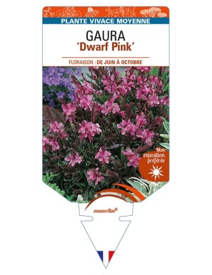 GAURA (lindheimeri) 'Dwarf Pink'