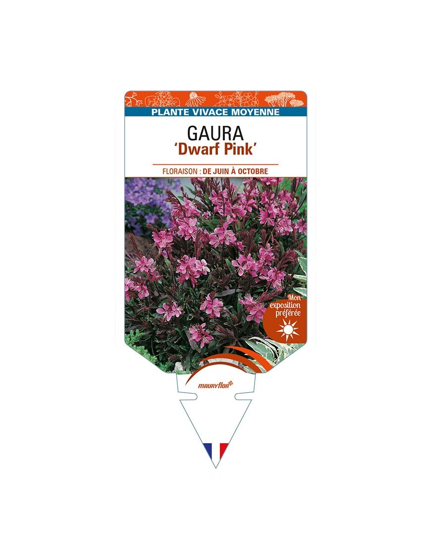 GAURA (lindheimeri) 'Dwarf Pink'