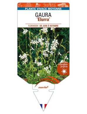 GAURA (lindheimeri) 'Elurra'