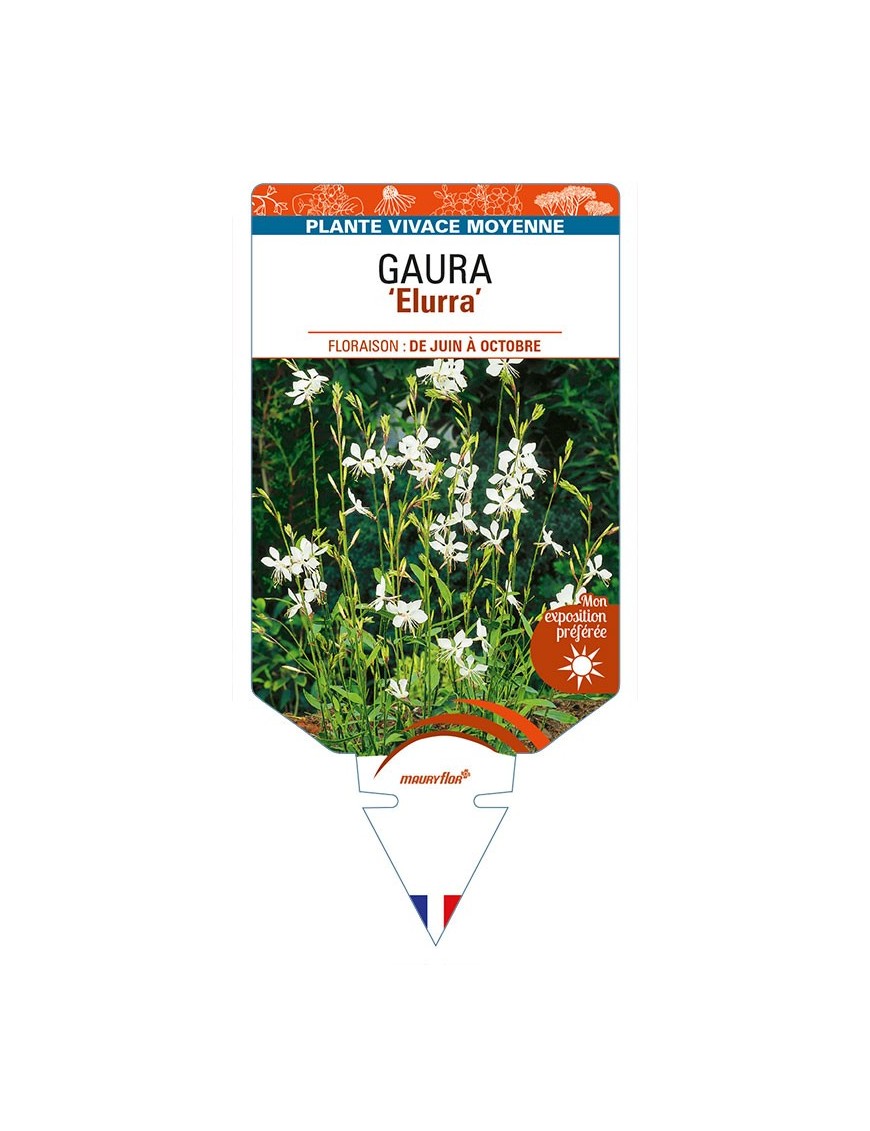 GAURA (lindheimeri) 'Elurra'