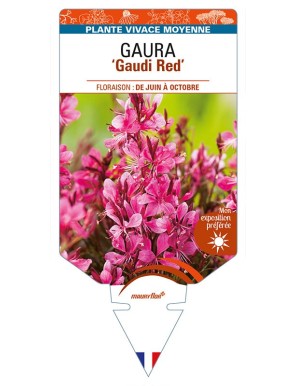 GAURA (lindheimeri) 'Gaudi Red'