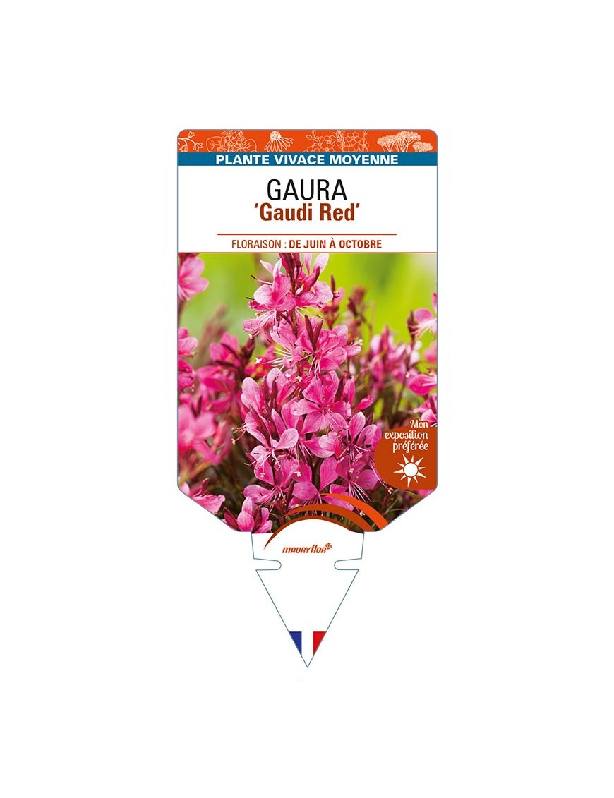 GAURA (lindheimeri) 'Gaudi Red'