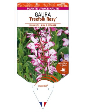 GAURA (lindheimeri) ‘Freefolk Rosy’