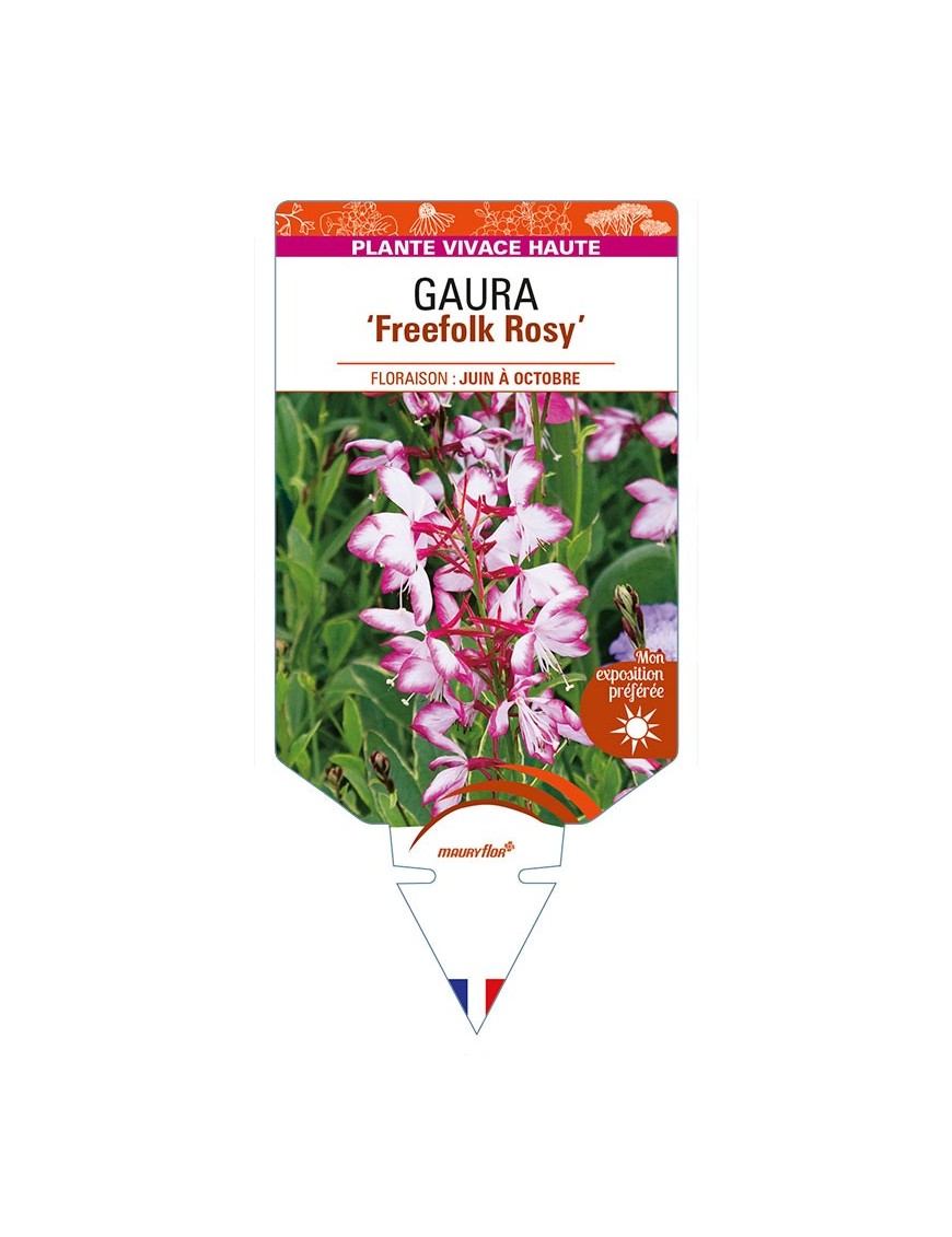 GAURA (lindheimeri) ‘Freefolk Rosy’