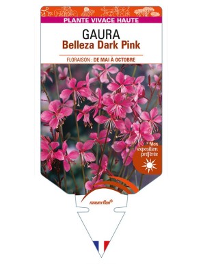 GAURA lindheimeri Belleza Dark Pink