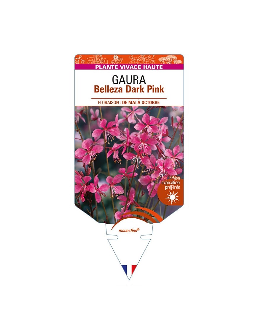 GAURA lindheimeri Belleza Dark Pink