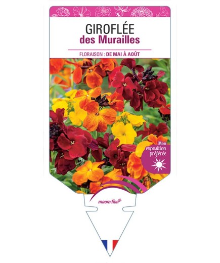 GIROFLÉE DES MURAILLES