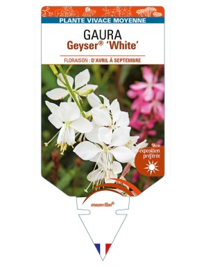 GAURA lindheimeri Geuser® 'White'