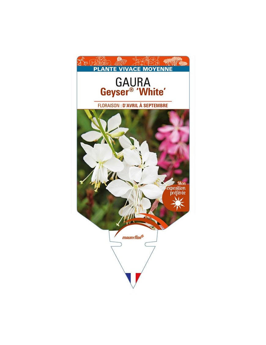 GAURA lindheimeri Geuser® 'White'