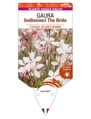 GAURA lindheimeri The Bride