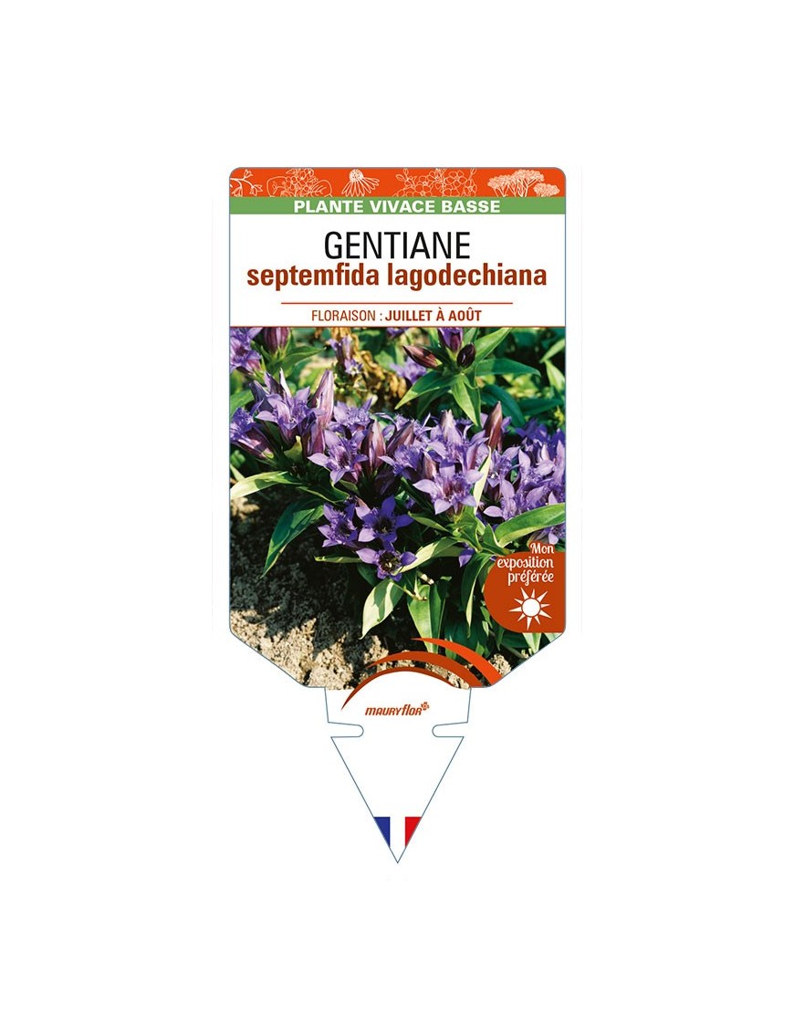 GENTIANA septemfida lagodechiana