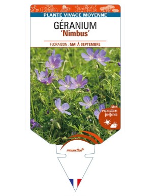 GERANIUM 'Nimbus'