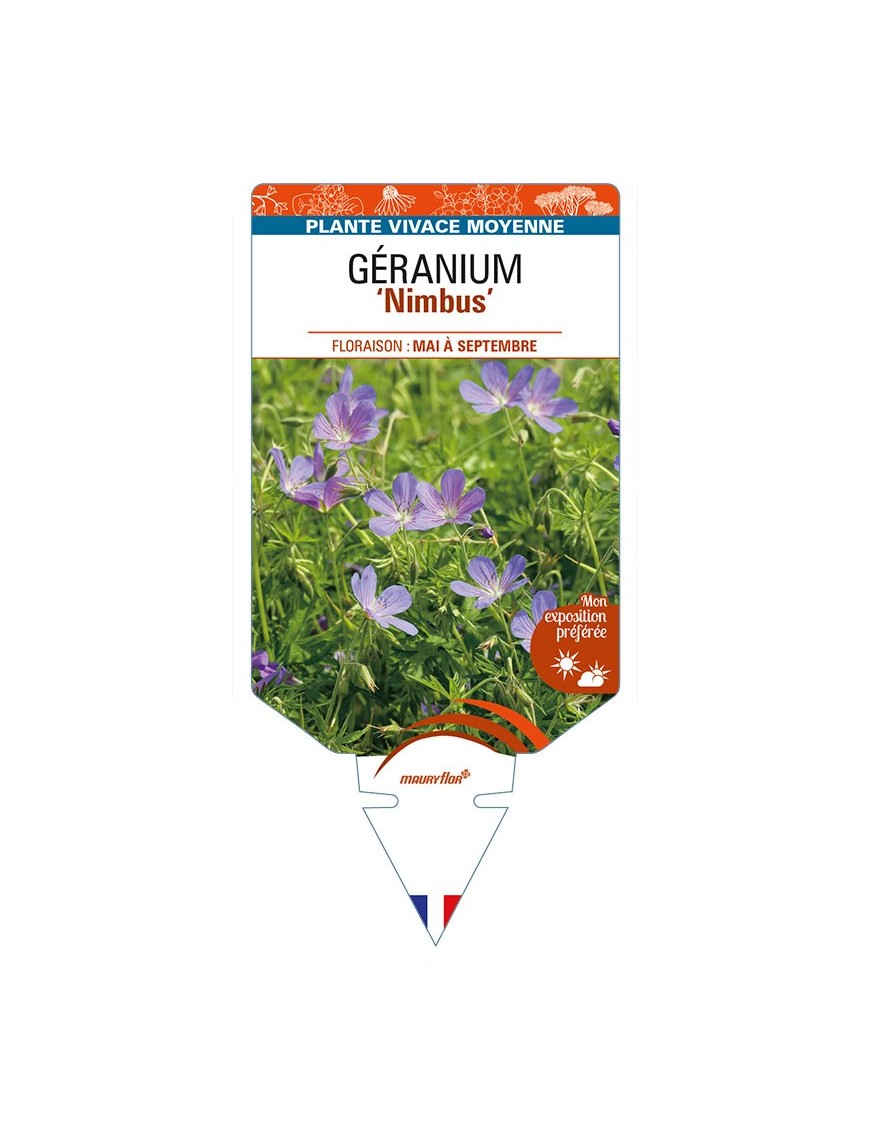 GERANIUM 'Nimbus'