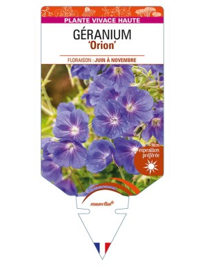 GERANIUM 'Orion'