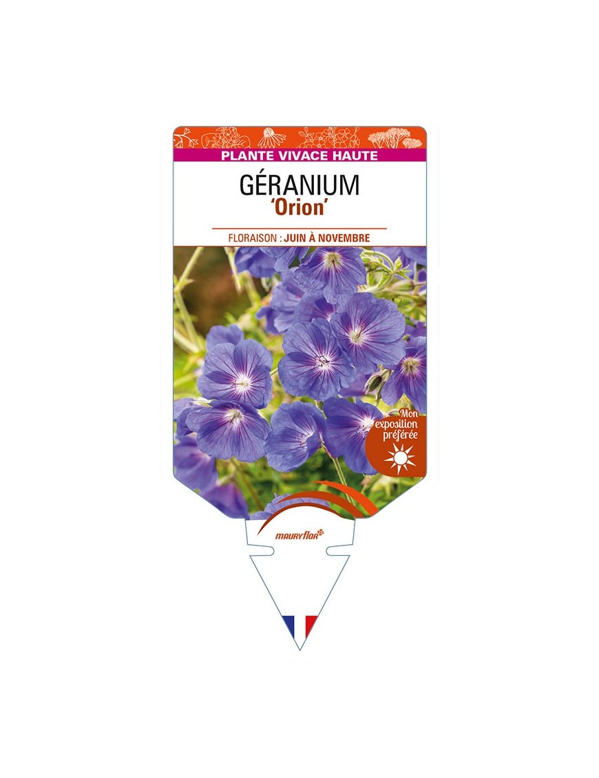 GERANIUM 'Orion'