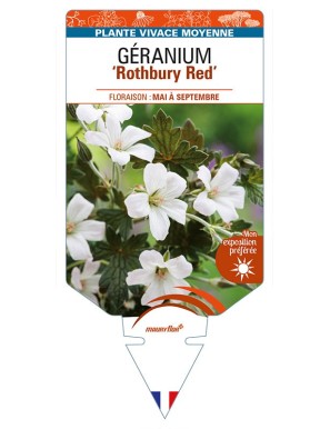 GERANIUM 'Rothbury Red'
