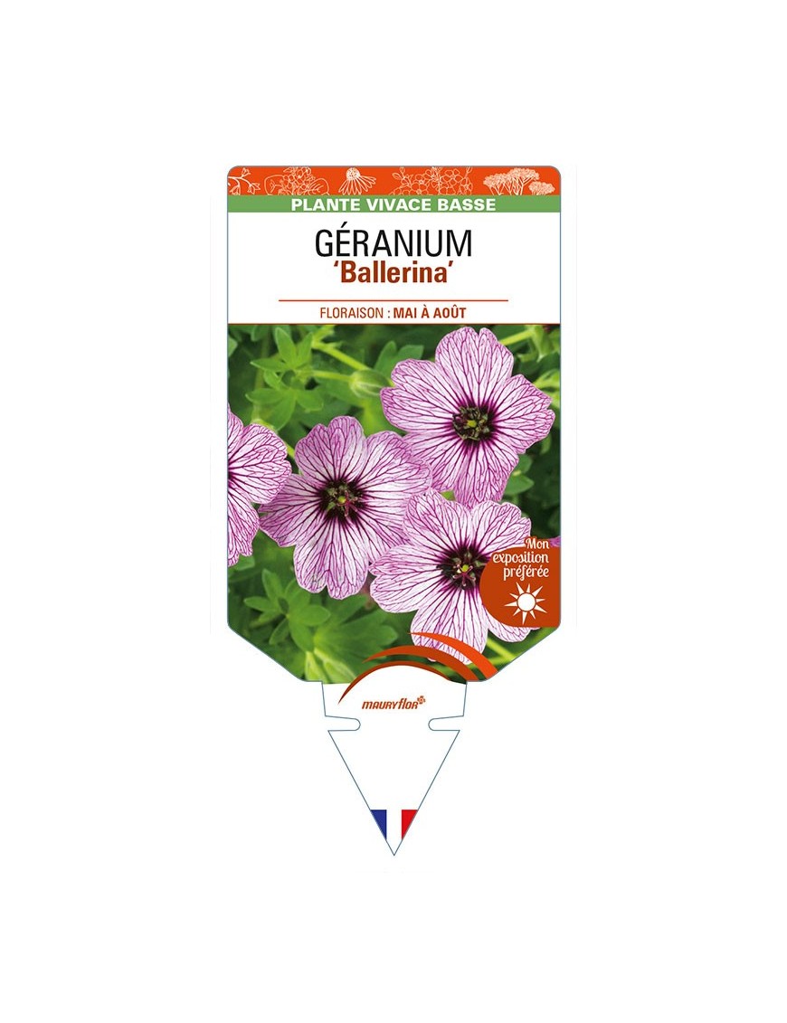 GERANIUM (cinereum) 'Ballerina'