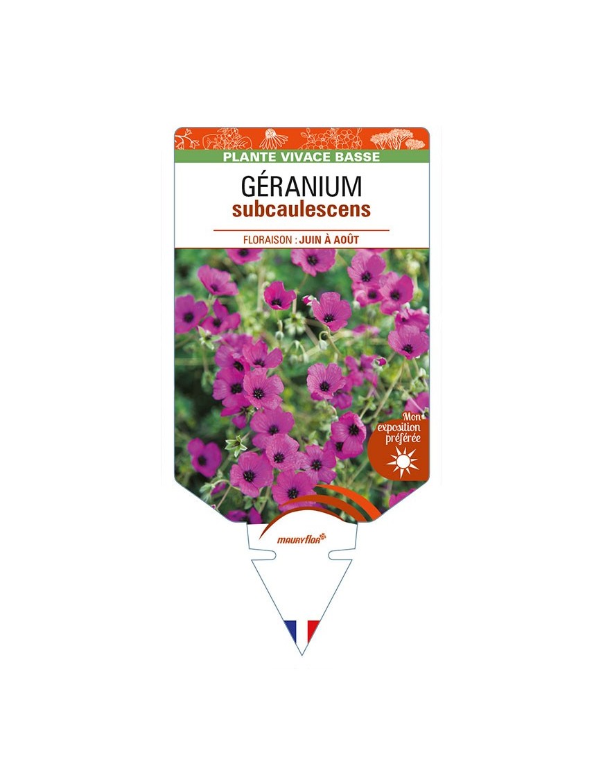 GERANIUM (cinereum) subcaulescens