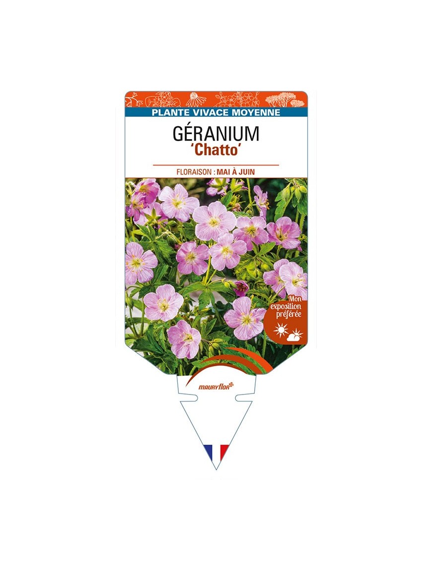 GERANIUM (maculatum) 'Chatto'