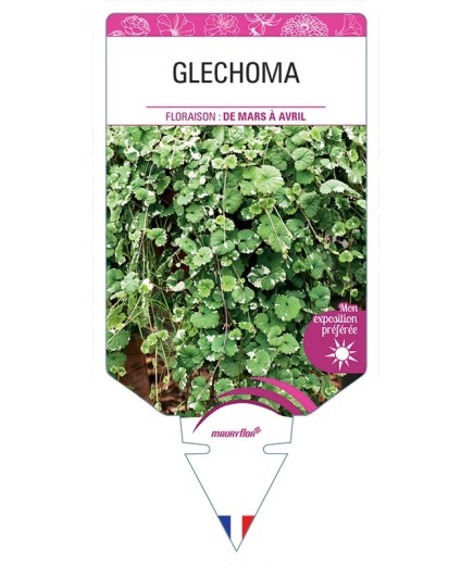 GLECHOMA